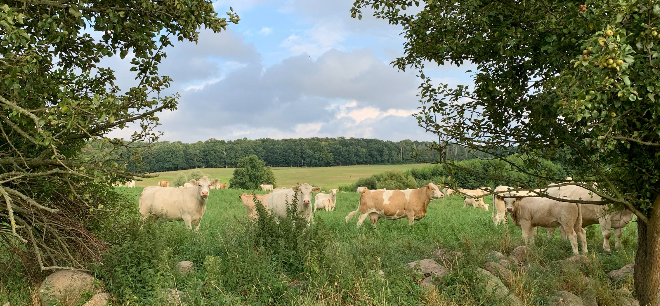 Zwischenfruchtbeweidung Gut Temmen