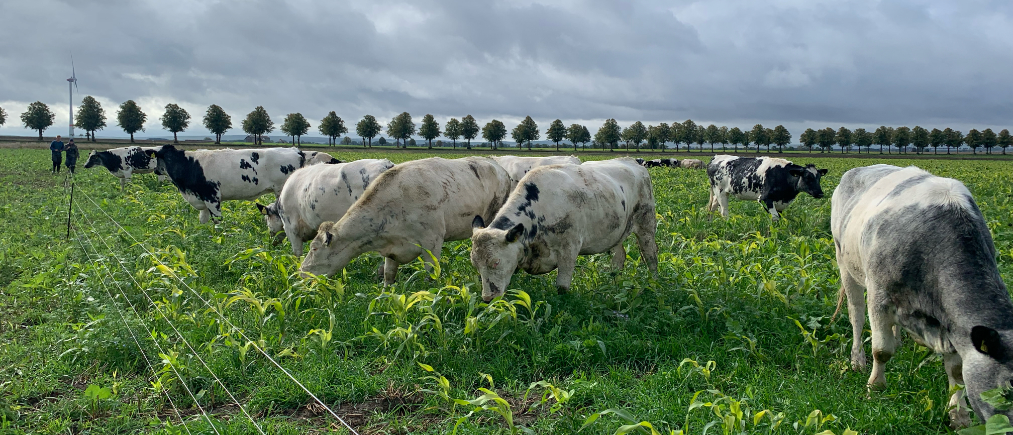 Zwischenfruchtbeweidung Netzwerk Klimaweide