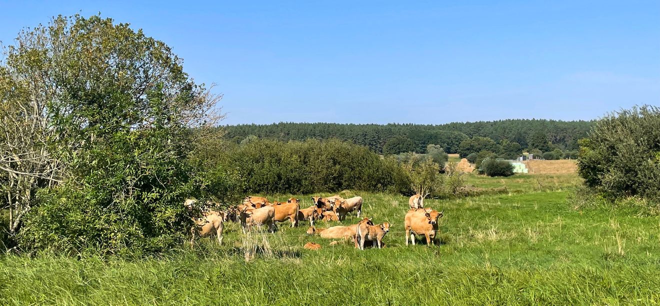 Zwischenfruchtbeweidung Liese & Töchter