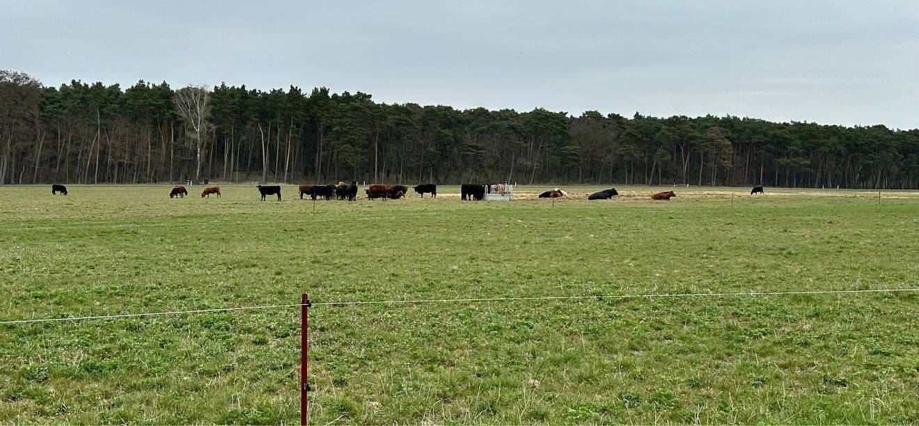 Zwischenfruchtbeweidung Spreewaldweiden