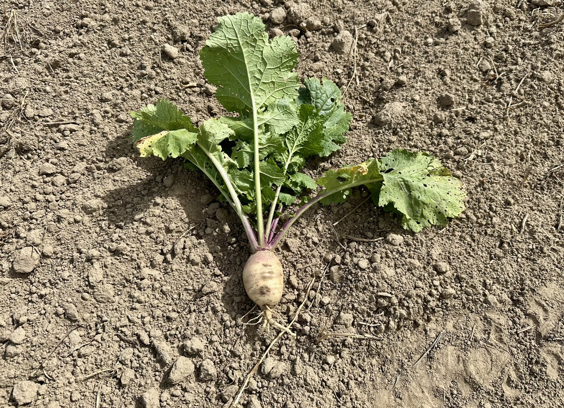 Zwischenfruchtmischungen