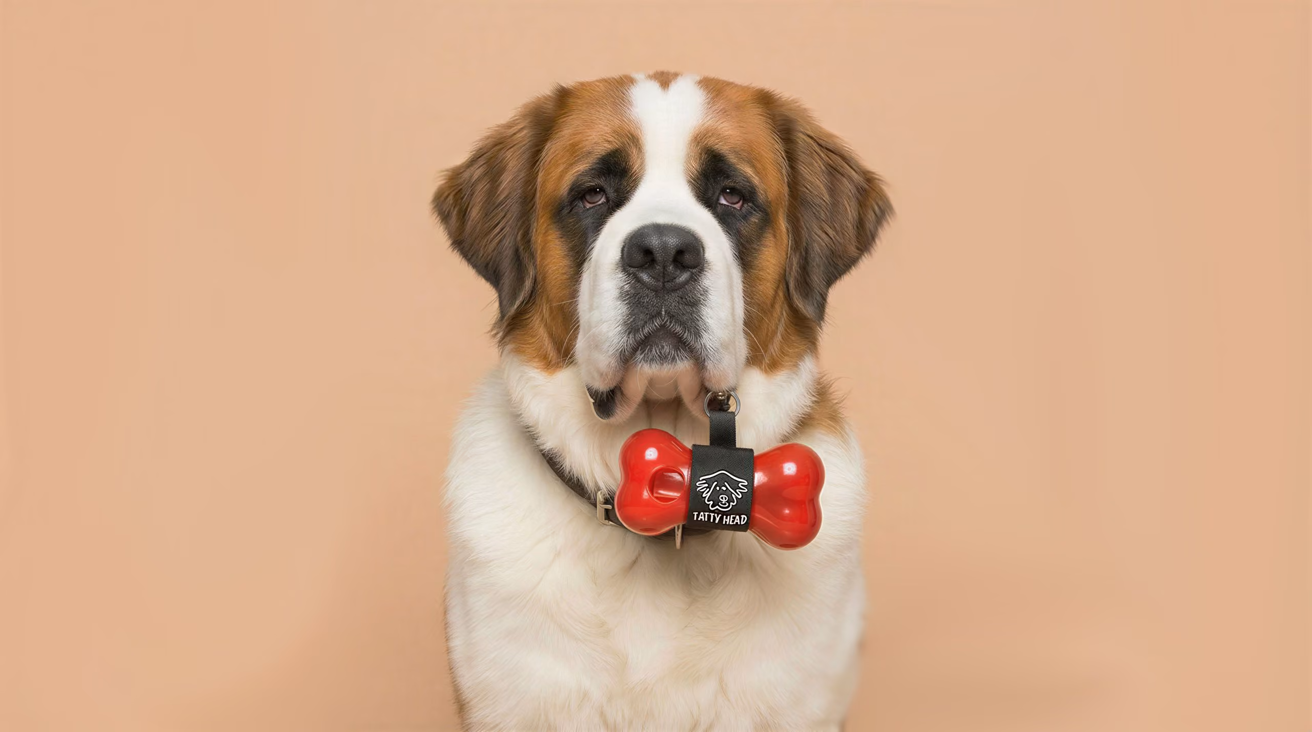 St. Bernard dog with a red bone-shaped tag on its collar against a beige background.