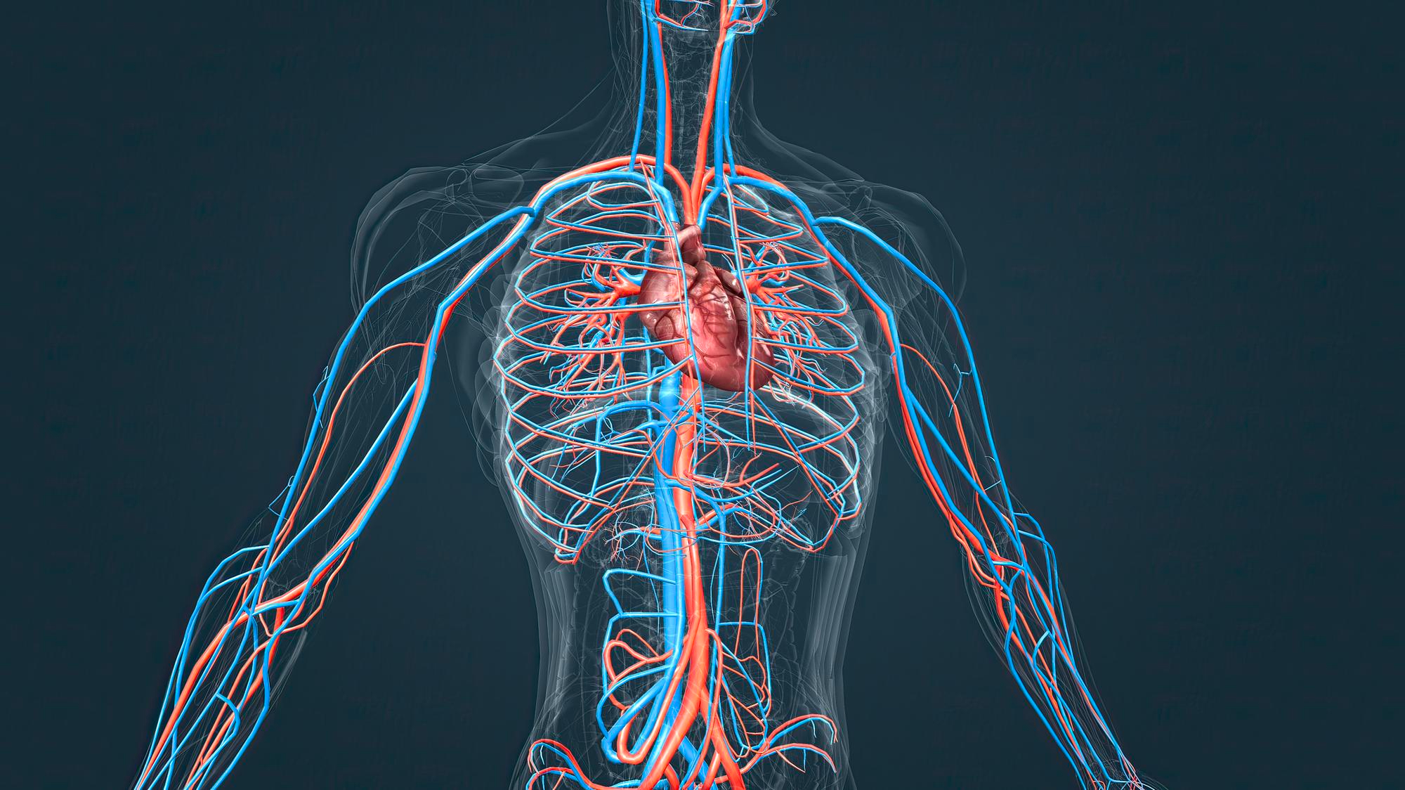 Ihmisen verisuonisto, jossa näkyy sydän, valtimot punaisella ja laskimot sinisellä, läpinäkyvän kehon sisällä tummansinisellä taustalla.