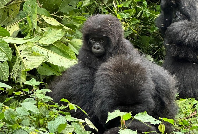 A close-up of a gorilla sitting calmly in the jungle.