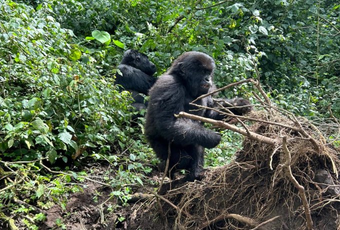 Gorilla trekking in Rwanda.