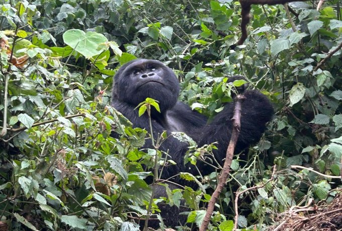 Mountain gorilla in Rwanda