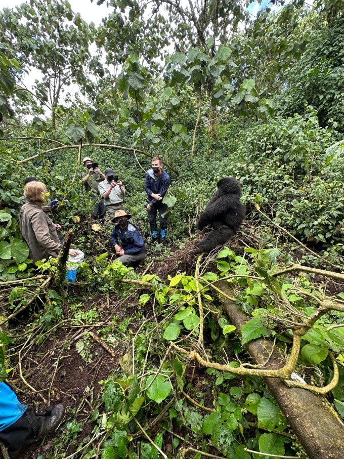 Tourist taking photos of gorillas in Rwanda.