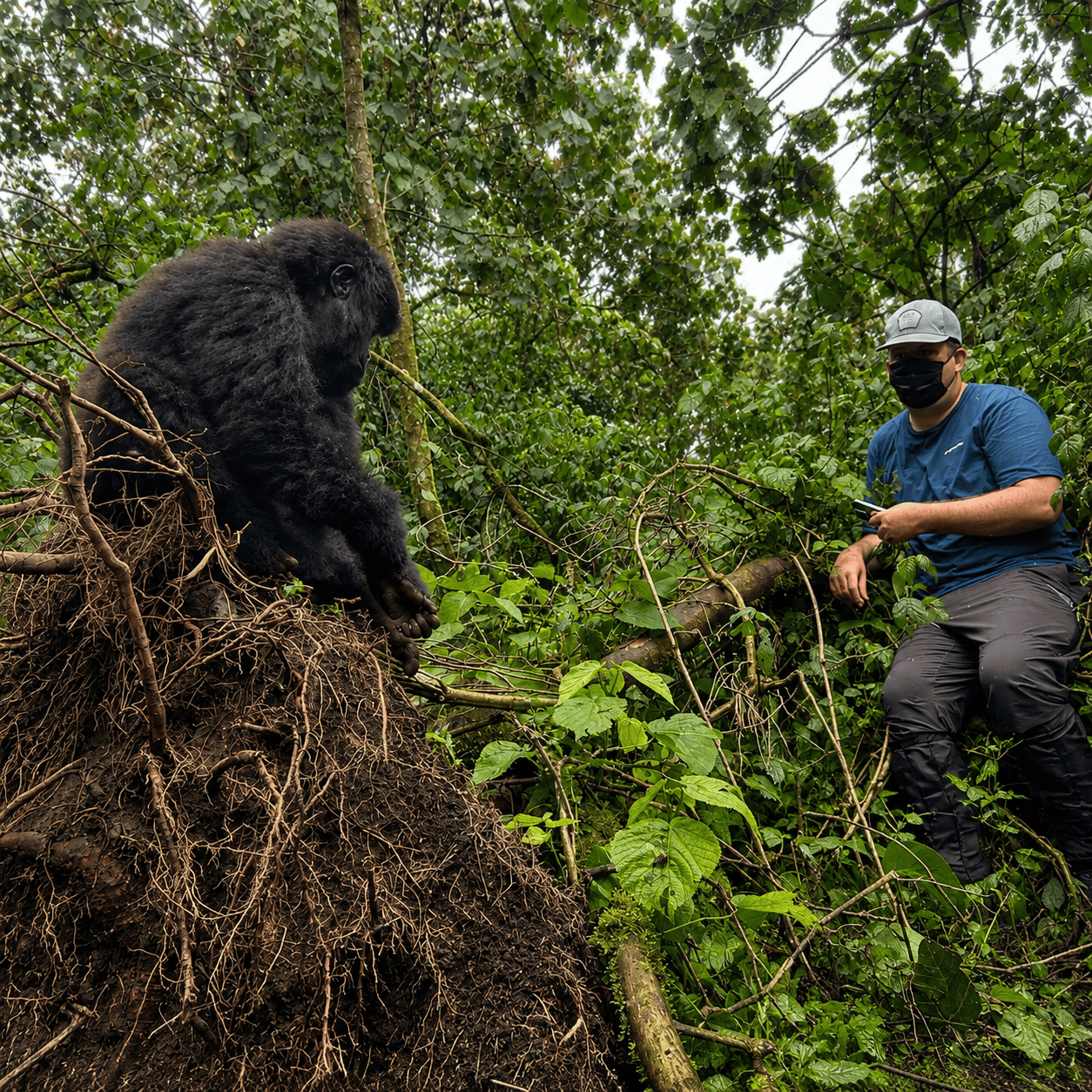 Dylan Clements gorilla trekking in Rwanda, observing a young mountain gorilla in Volcanoes National Park during a luxury safari experience.