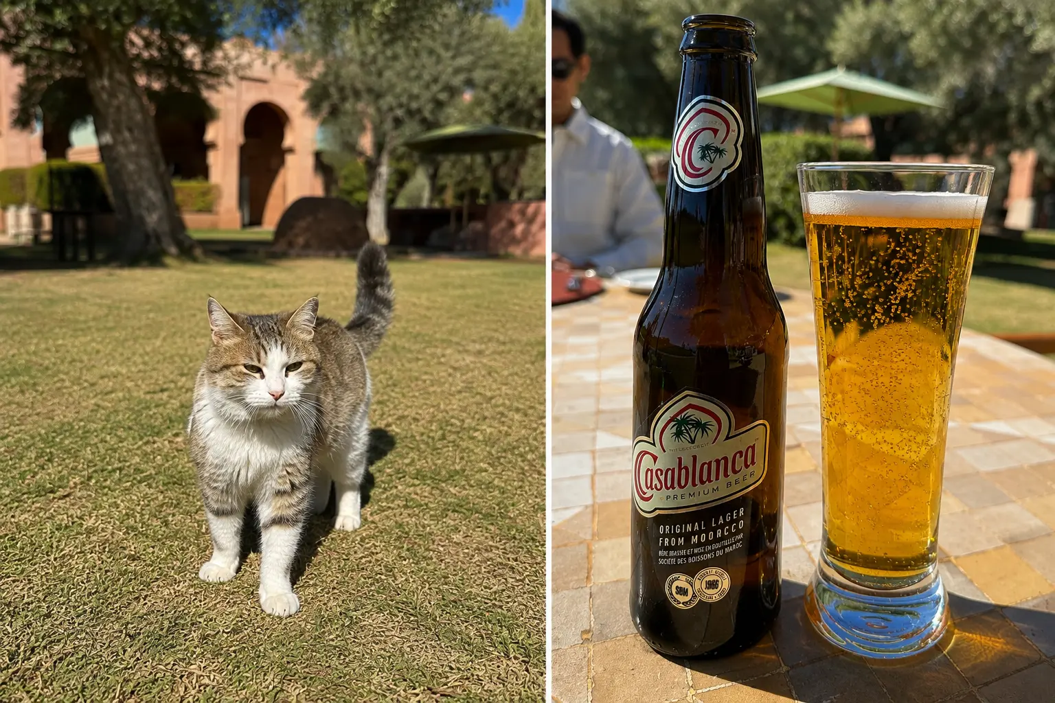 Resident cat at Amanjena's Olive Grove alongside a bottle and glass of Casablanca beer, enjoyed during a relaxed lunch beneath the olive trees in Marrakech.