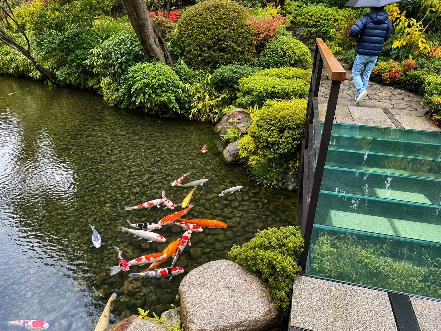 Koi pond in the historic garden at Four Seasons Hotel Kyoto.