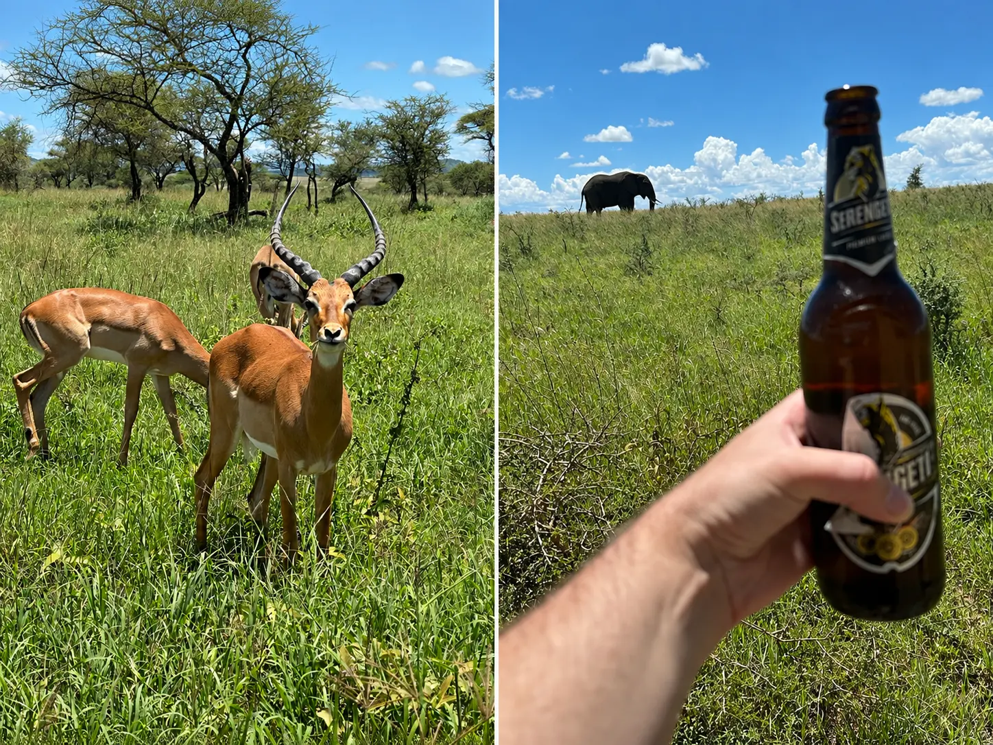 Impala, elephant and Serengeti beer during a Four Seasons Safari Lodge Serengeti game drive