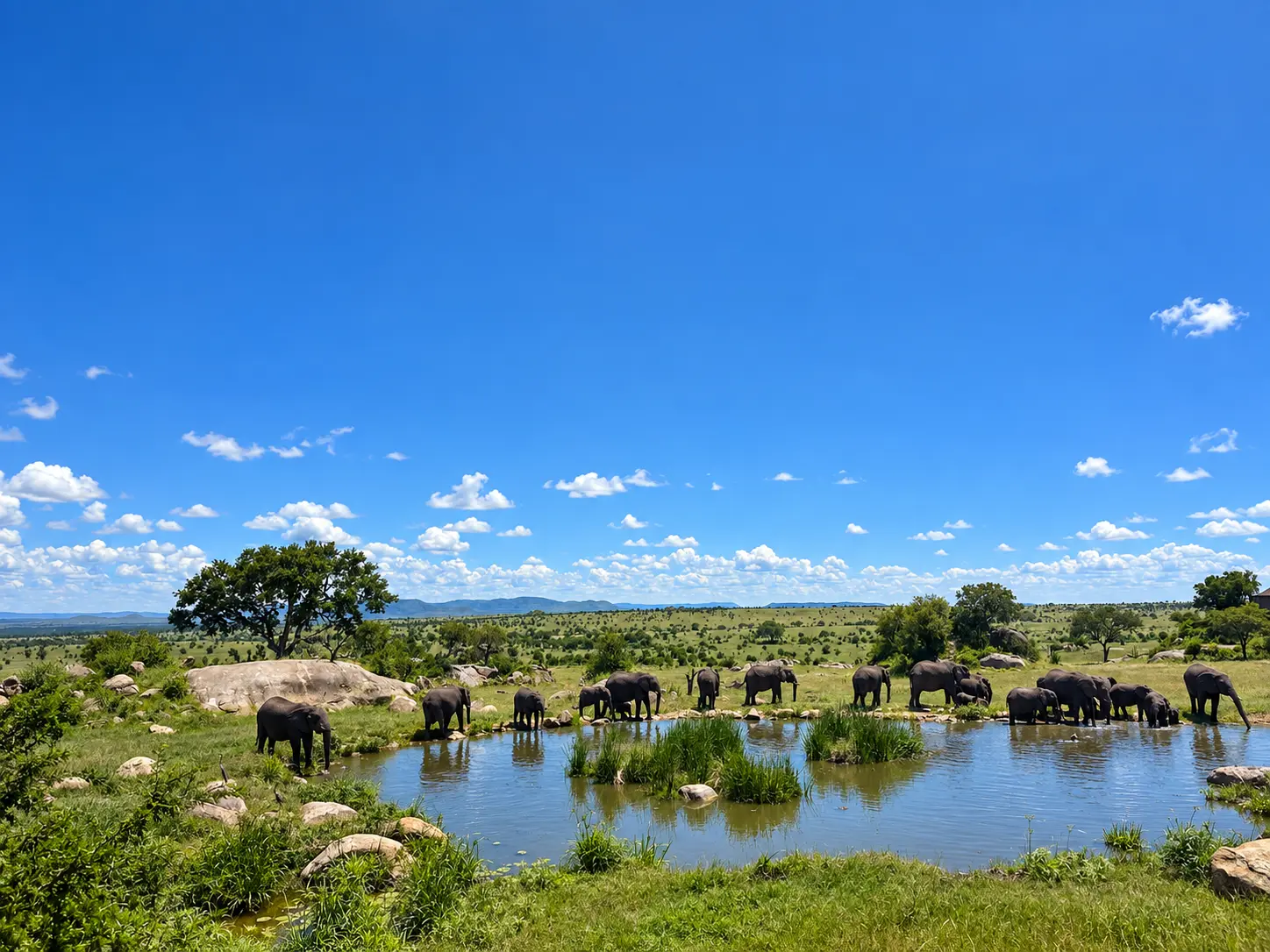 Elephants gathering at the waterhole in front of Four Seasons Safari Lodge Serengeti in Tanzania.