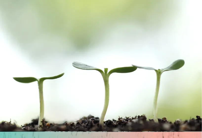 Seedlings sprouting from soil
