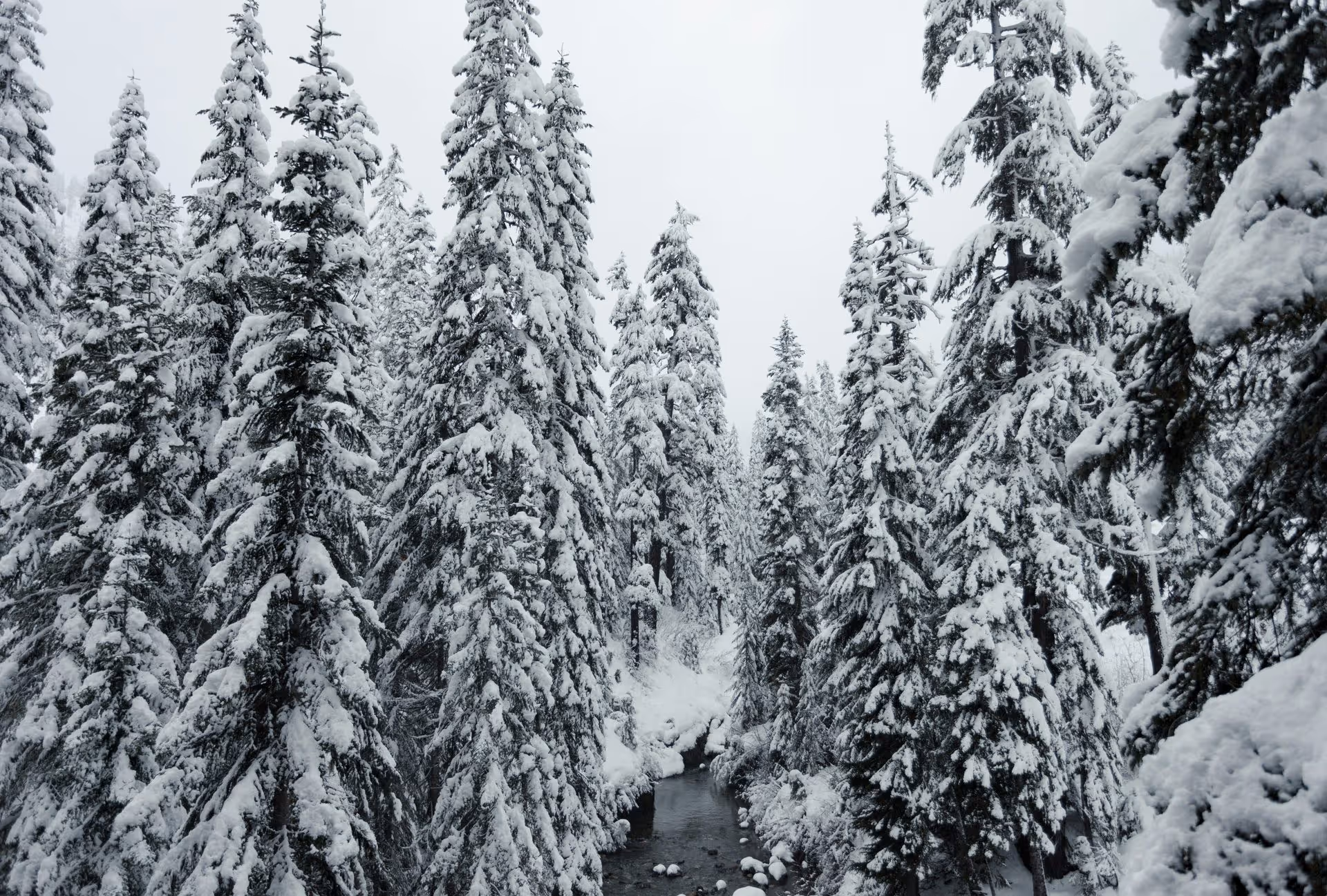 Snow-covered pine trees surround a narrow stream flowing through a winter forest.