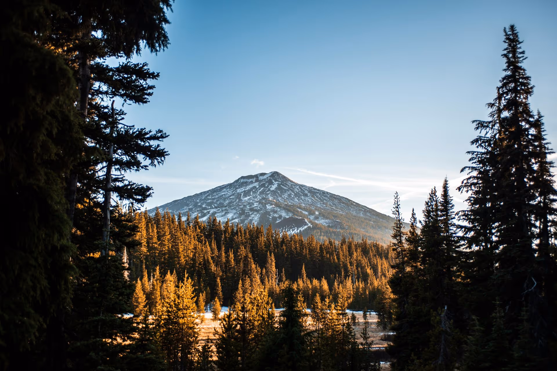 Snow-capped mountain viewed through sunlit pine trees under a clear blue sky.