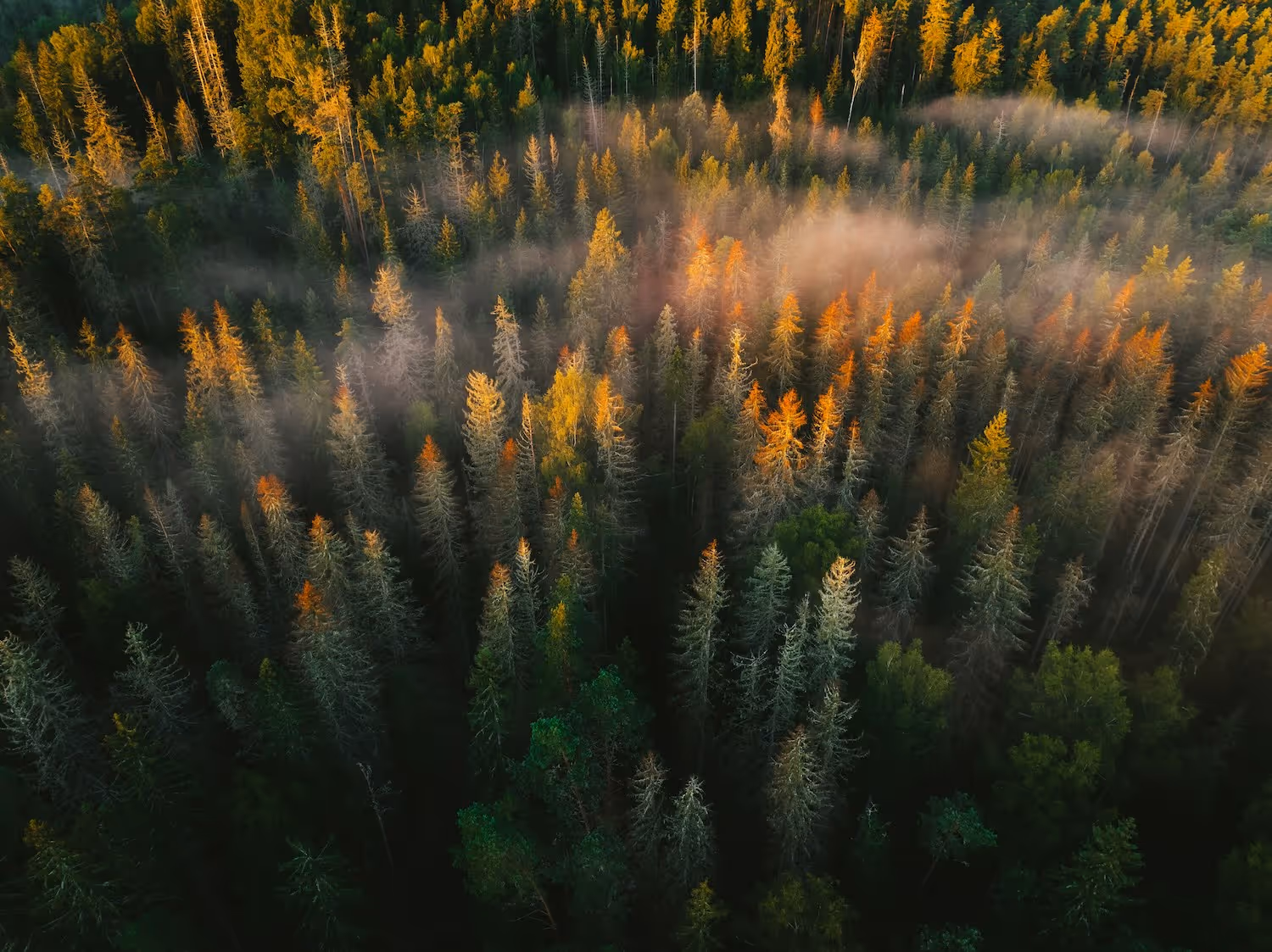 Aerial view of a forest with sunlight illuminating tree tops and light mist among the trees.