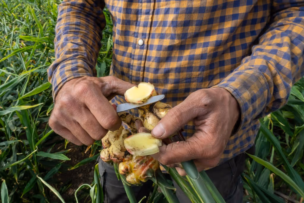 Ingwer auf dem Bio-Bauernhof Müller