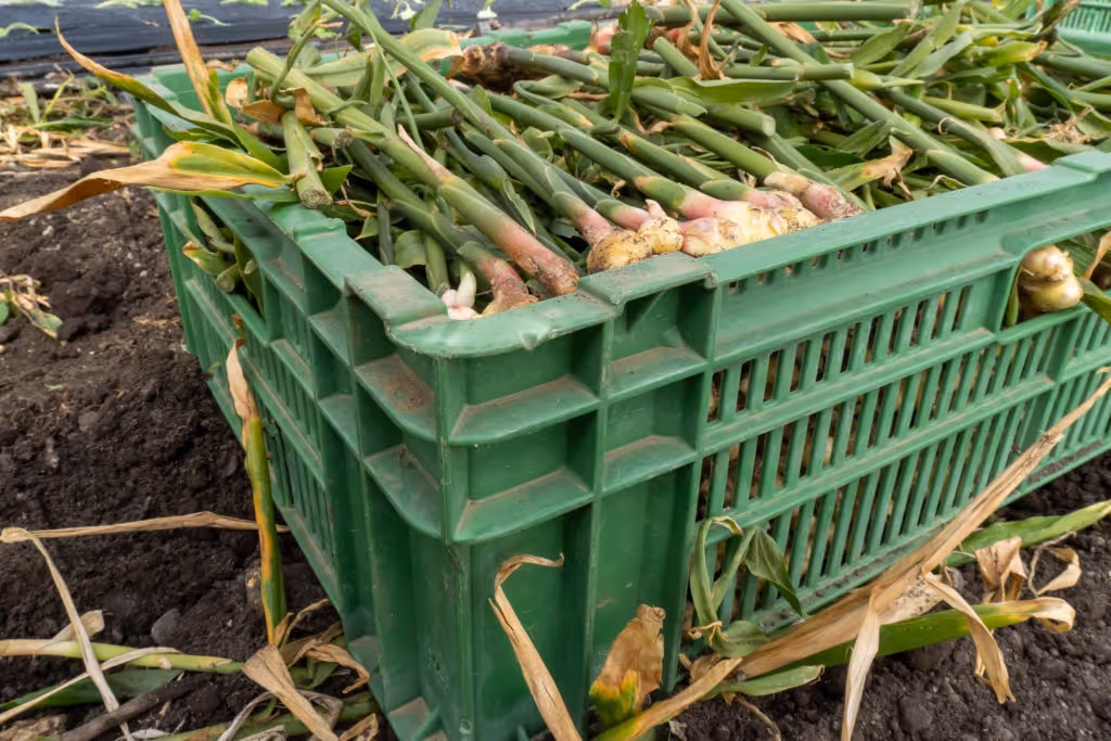 Ingwer auf dem Bio-Bauernhof Müller