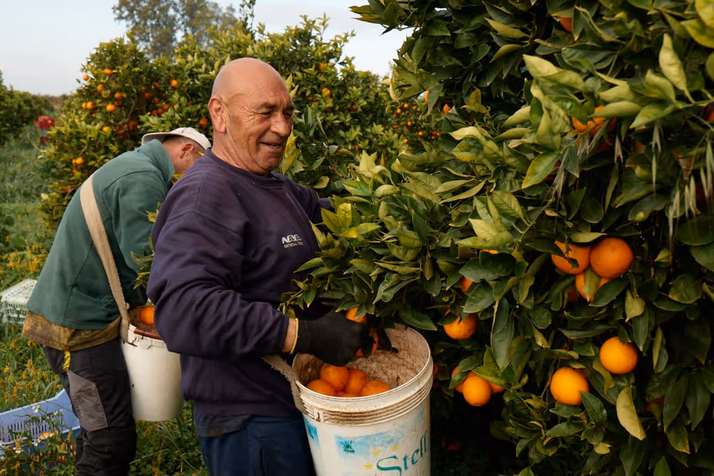 Vivi Kola, Vivi Soda