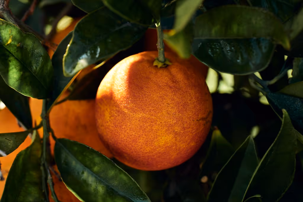 Vivi Kola, Vivi Soda