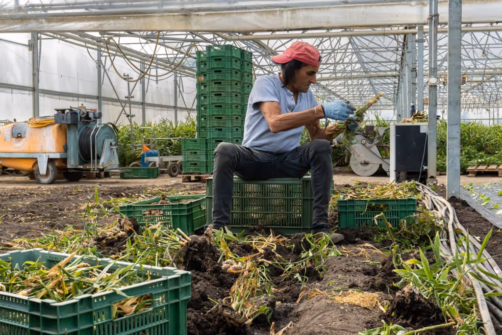 Ingwer auf dem Bio-Bauernhof Müller