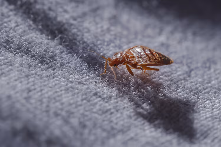 image of a house inspection