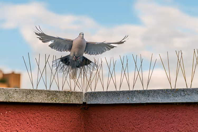 image of a house inspection