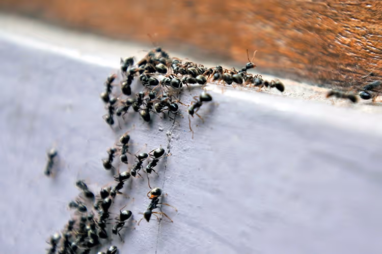 image of a house inspection