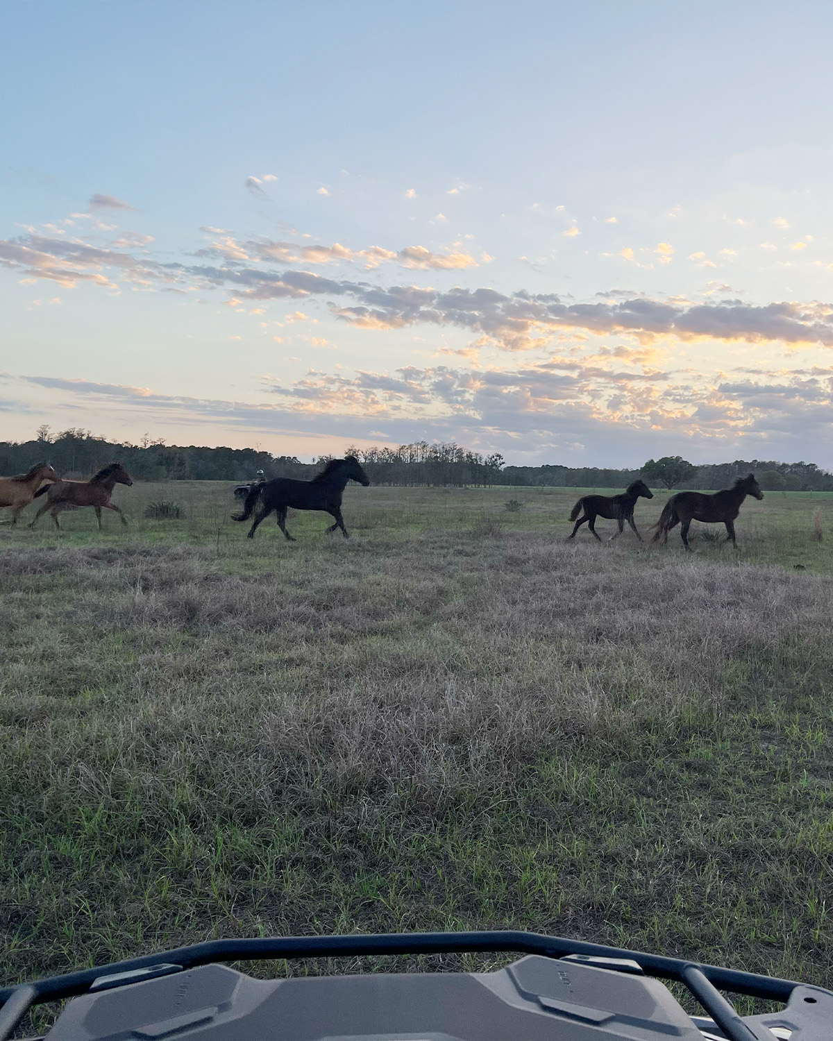 Horses in a field