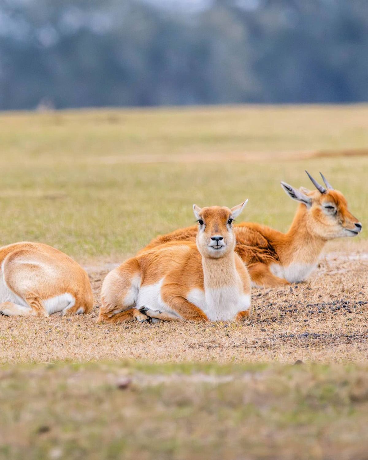 Antelope