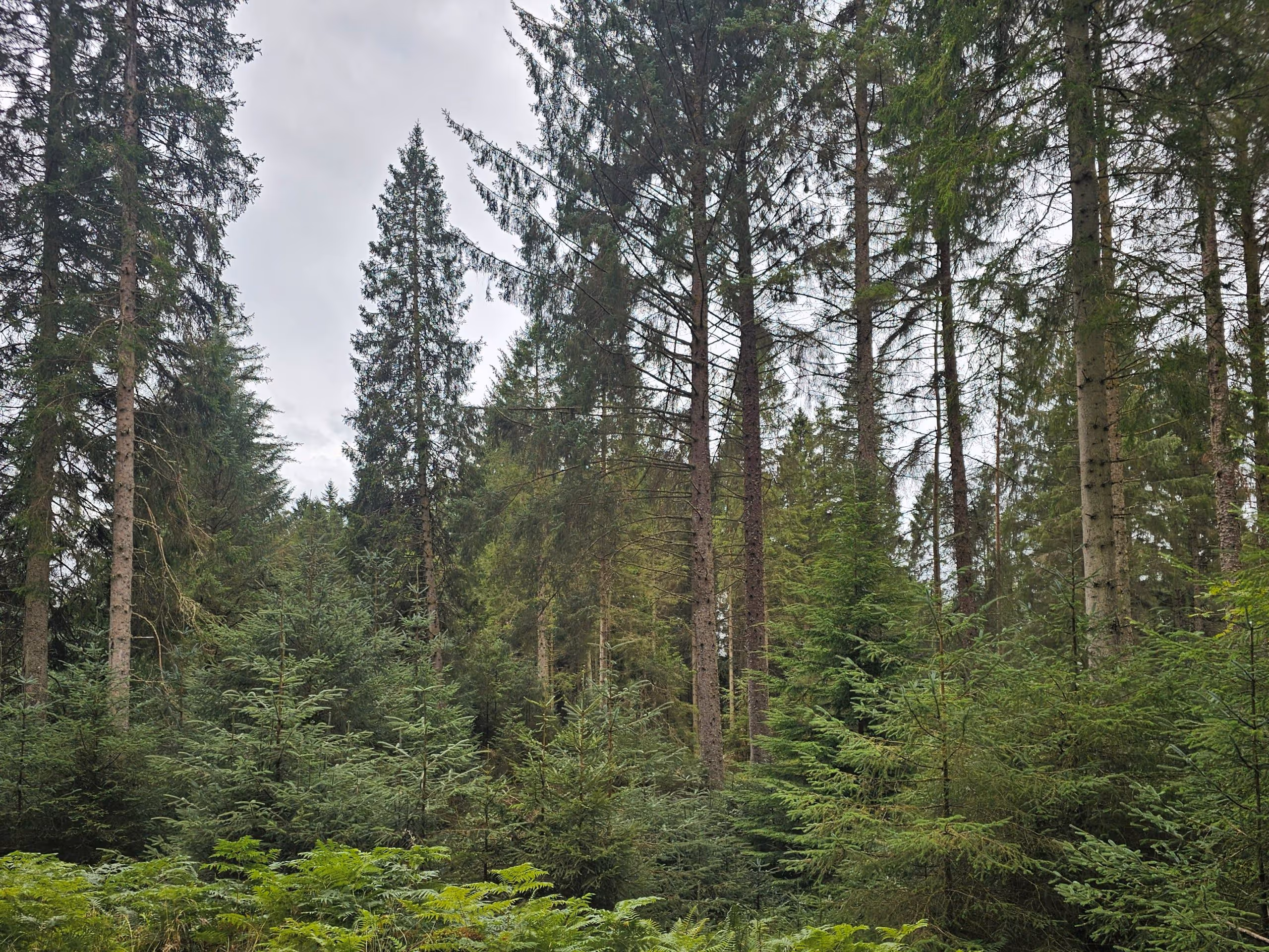 Climate to community, farms to forestry – excellence celebrated at Scotland’s Finest Woods Awards 2025