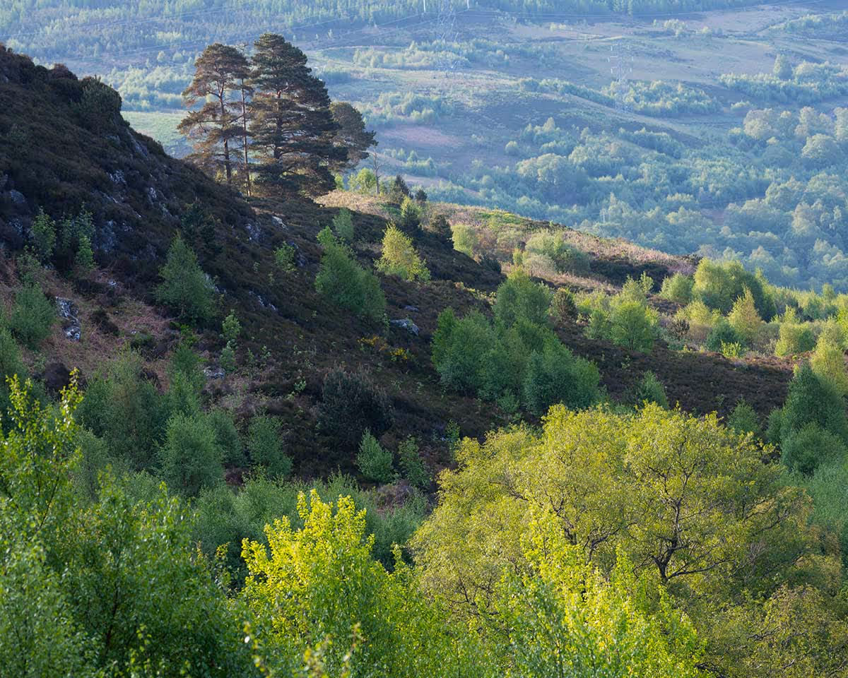 New chair at Scotland’s Finest Woods to champion people, passion, innovation and success