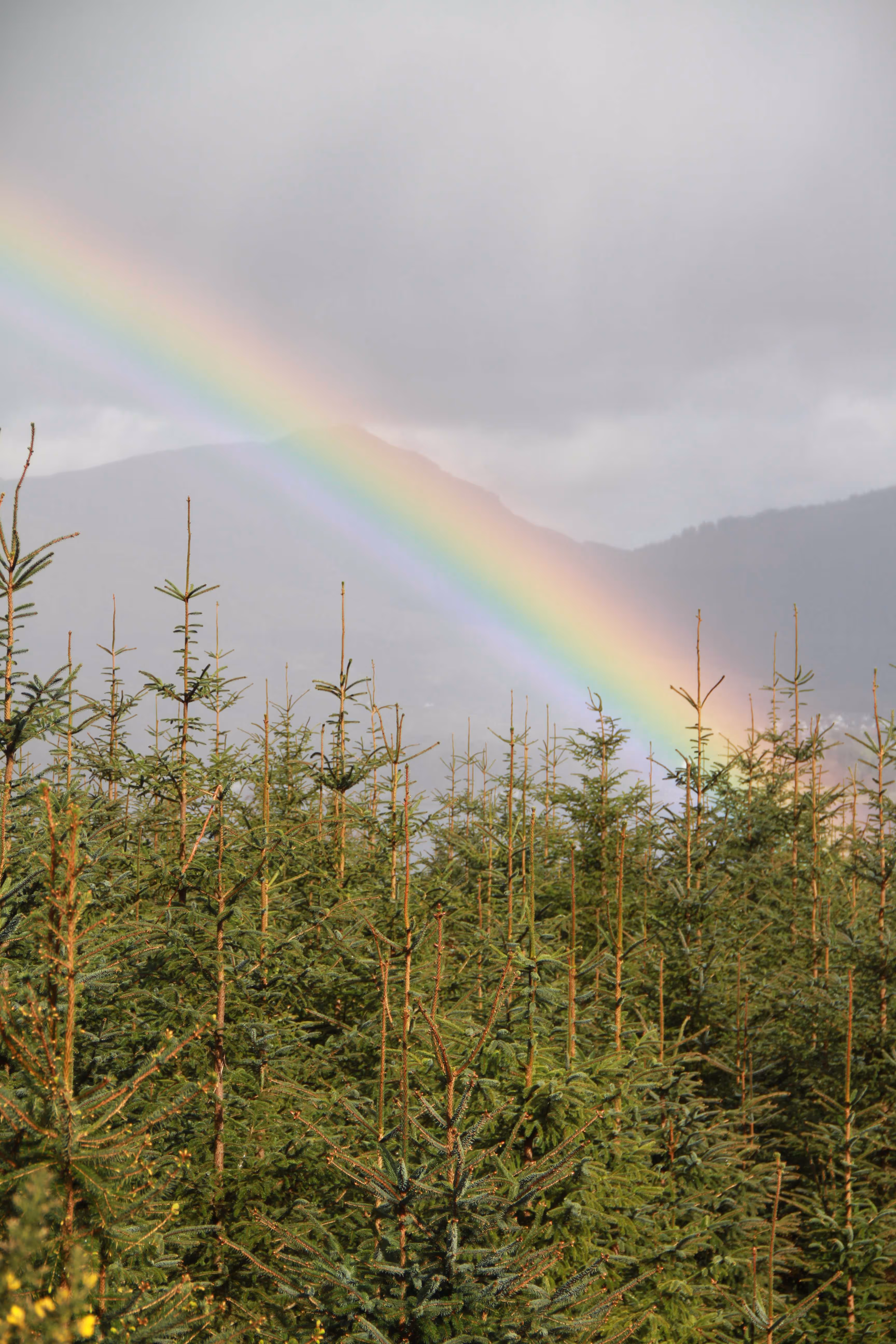 40 years of championing a key national resource – Scotland’s Finest Woods Awards