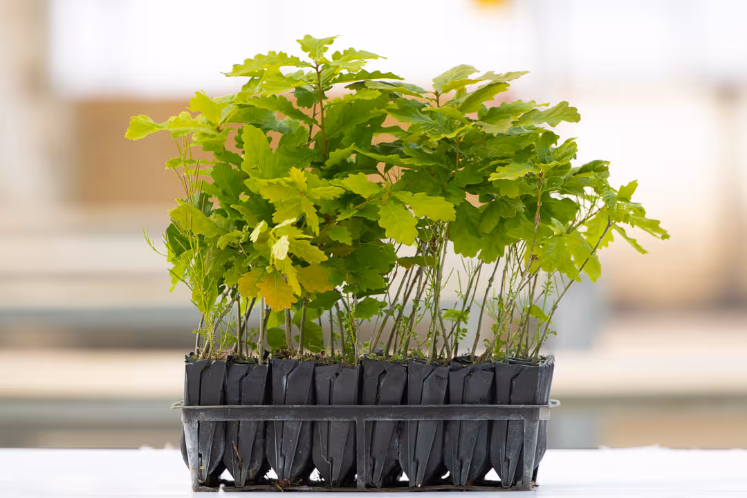 From one nursery to another – Alba Trees to sponsor Early Years prize at Scotland’s Finest Woods Awards