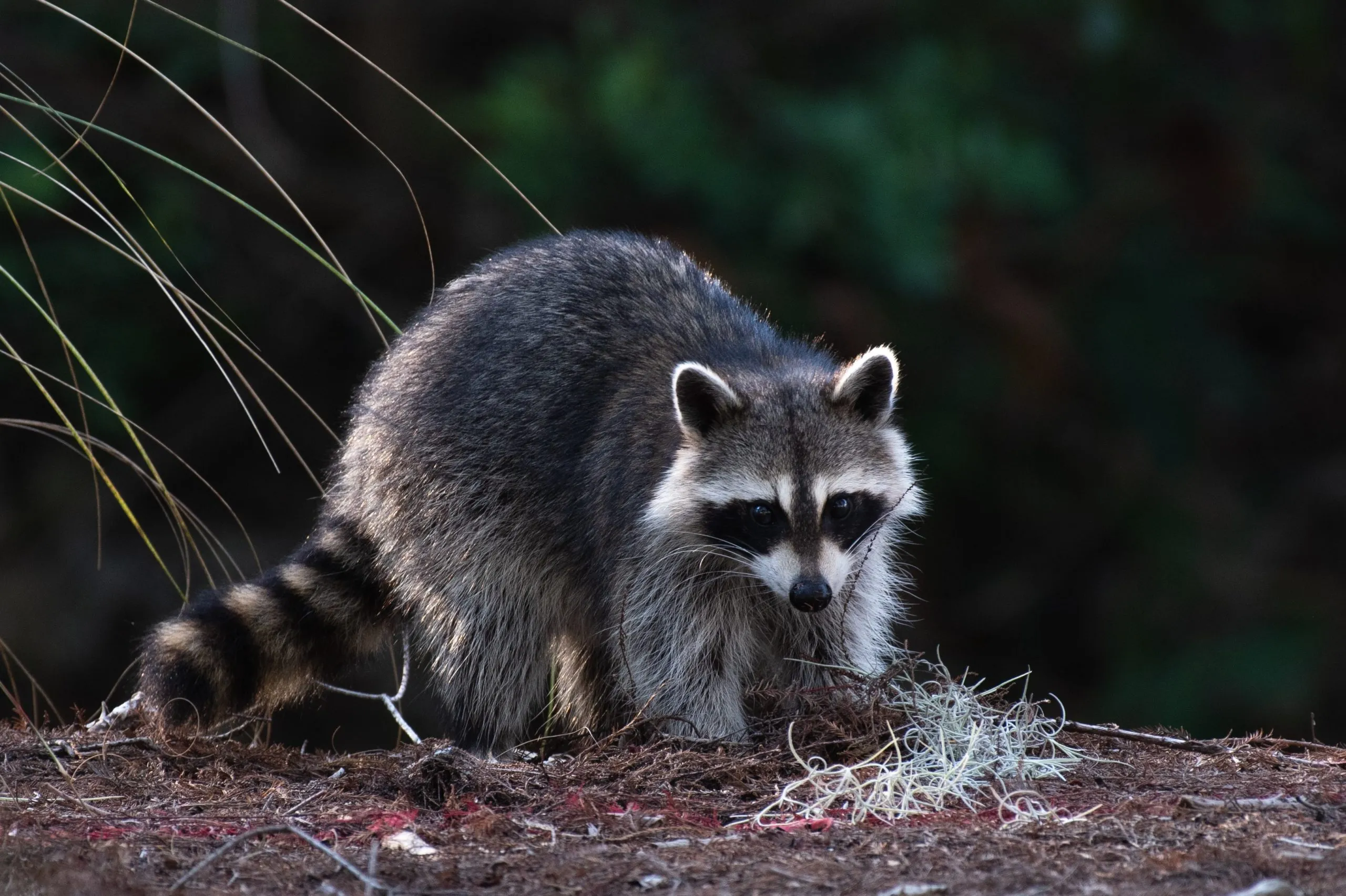 raccoon in a field