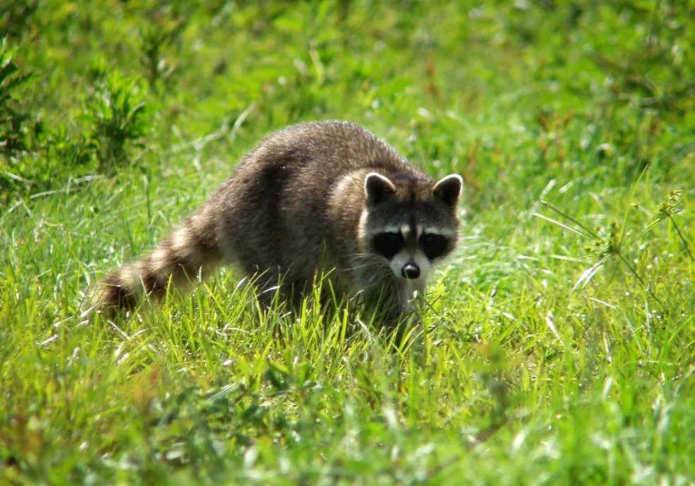 raccoon in grass