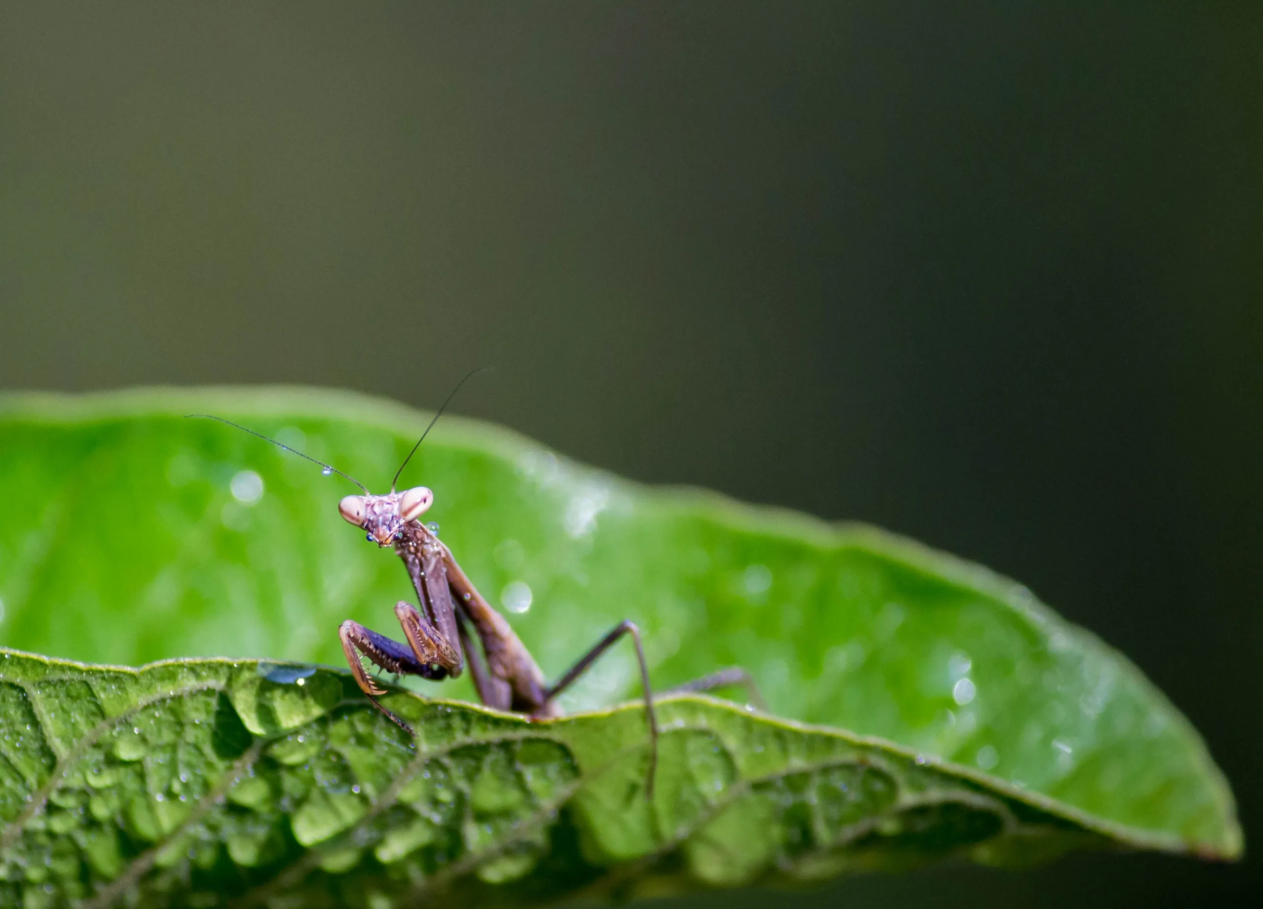 Photo of a mantis on a leaf