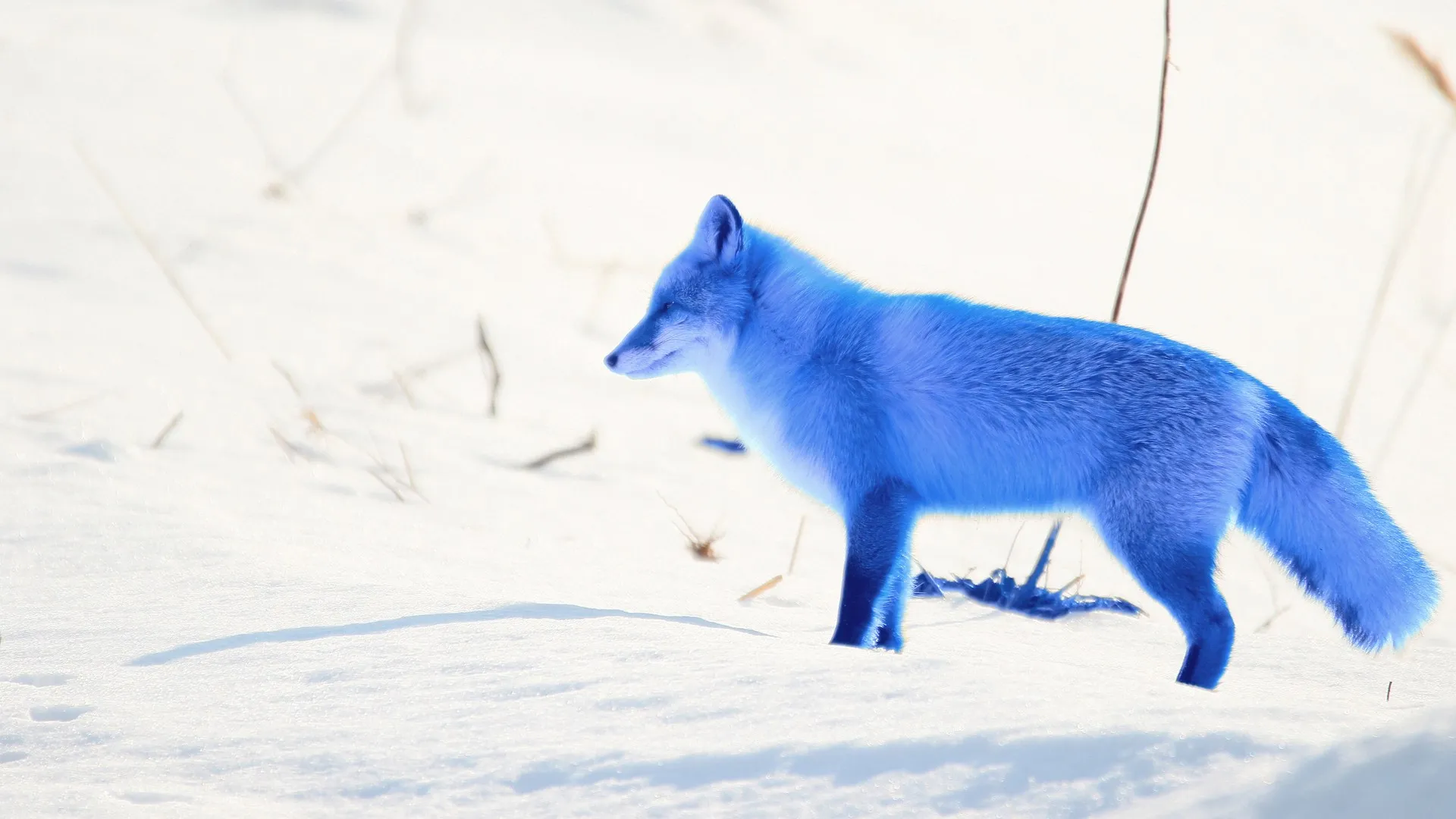 blue fox against white background