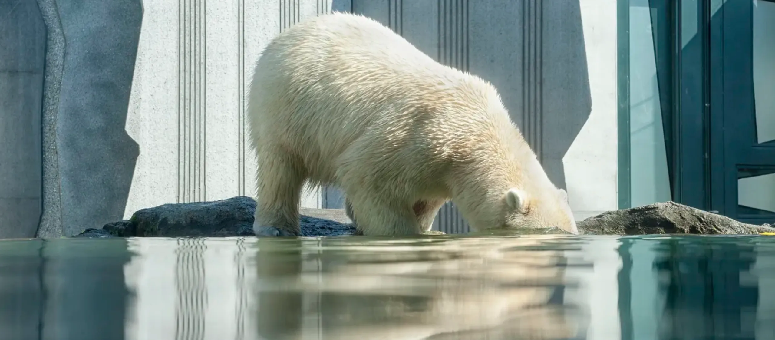 polar bear