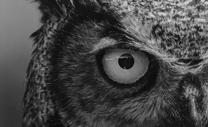 Black and white close-up of an owl's eye