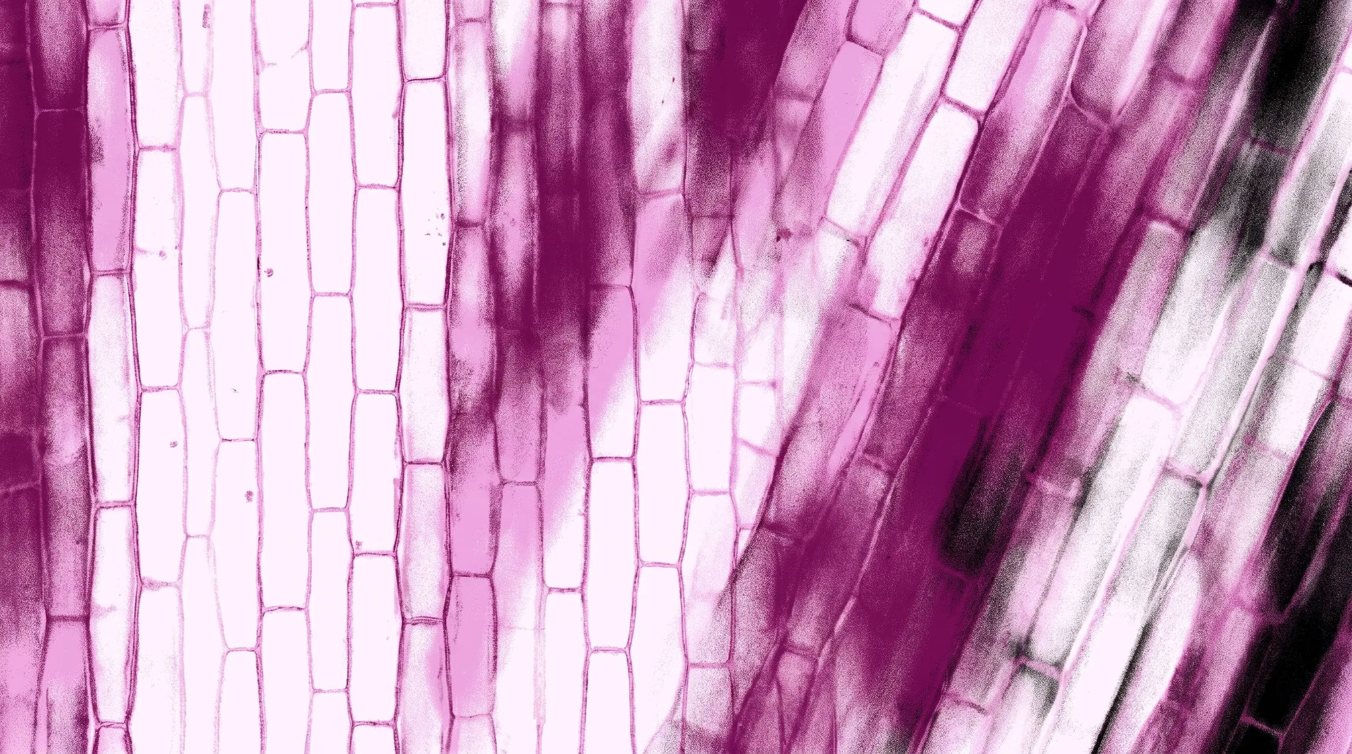 abstract pink filtered image of plant cells under a microscope