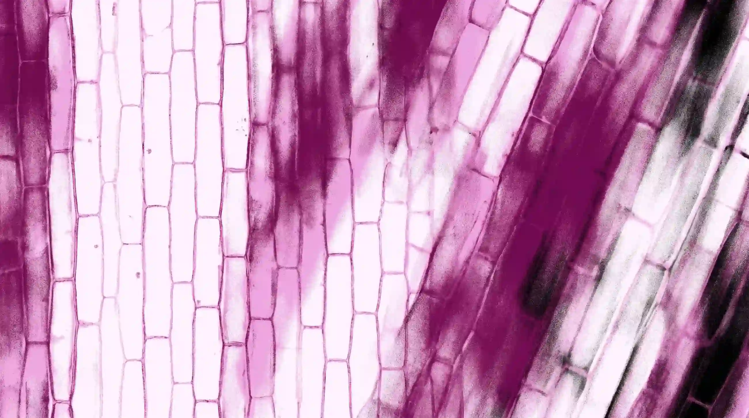 Abstract microscopic view of plant cells in pink and magenta tones
