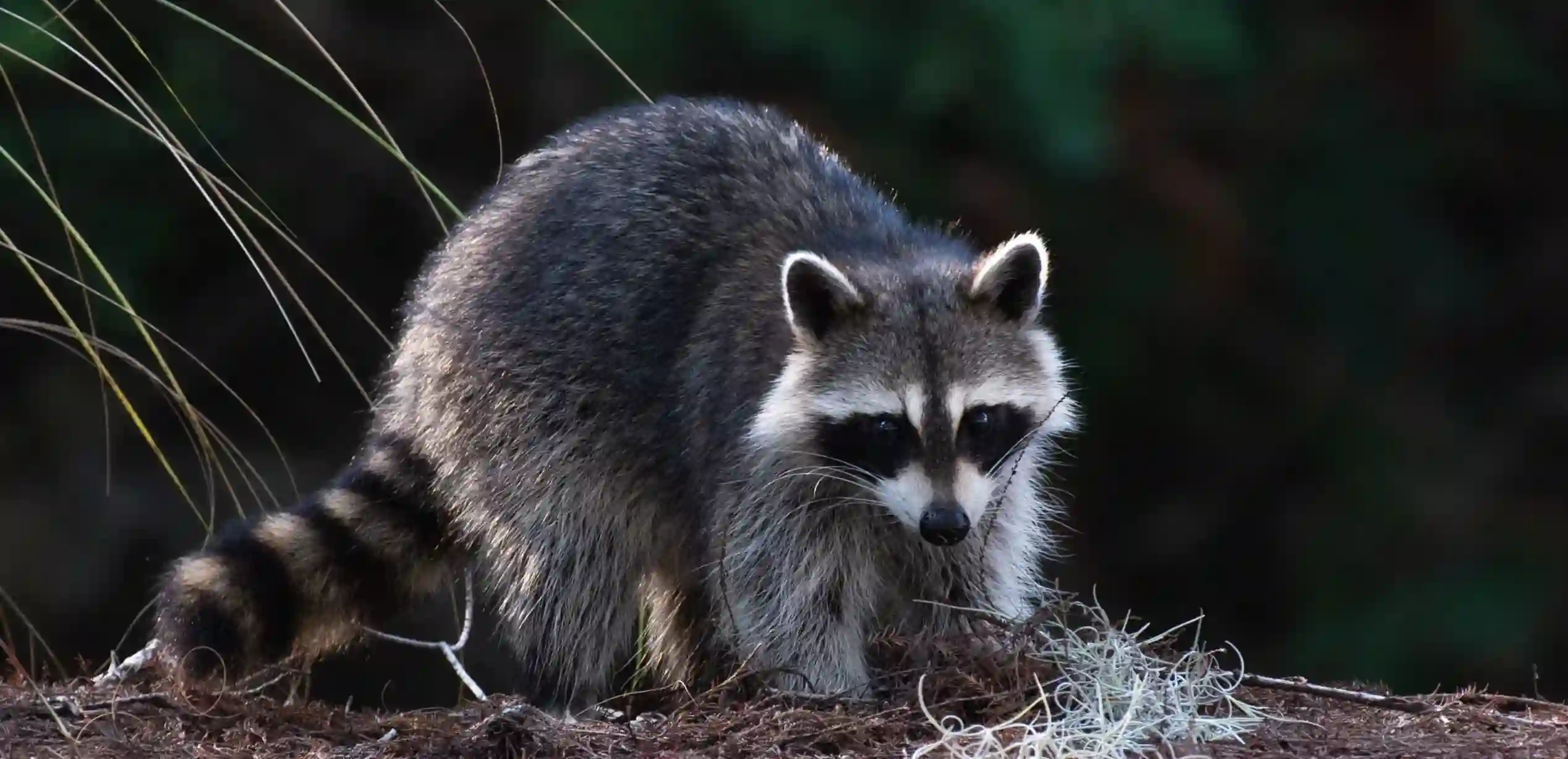 A raccoon in a dark natural environment.