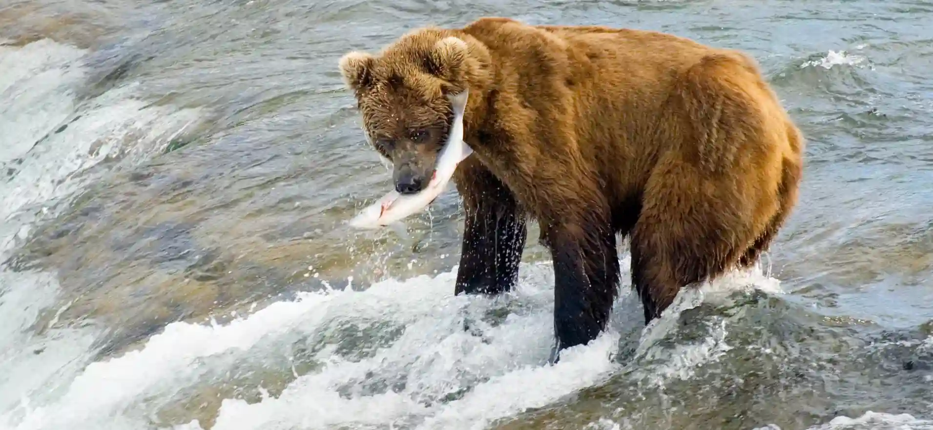 Brown bear catching a fish in a rushing river.