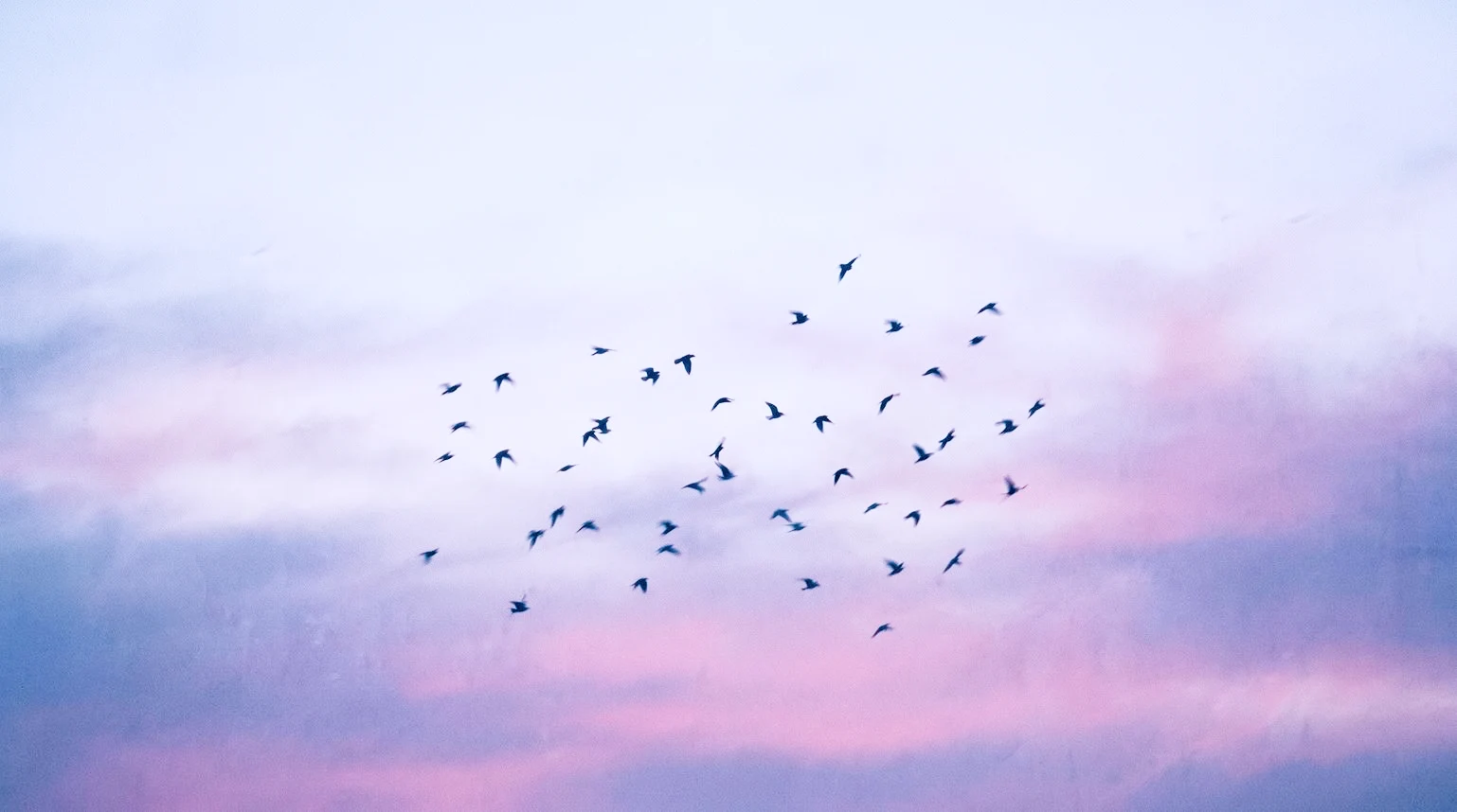 cover image showing a flock of birds against a twilight sky