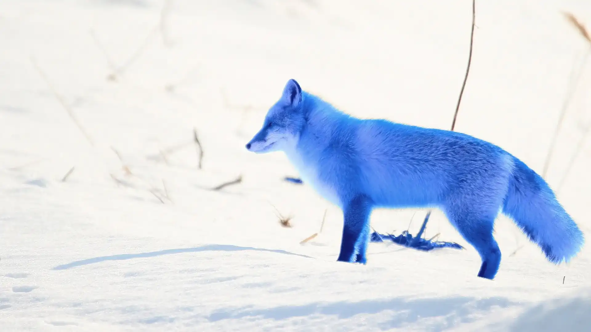 Vibrant blue fox standing in profile on a snowy landscape.