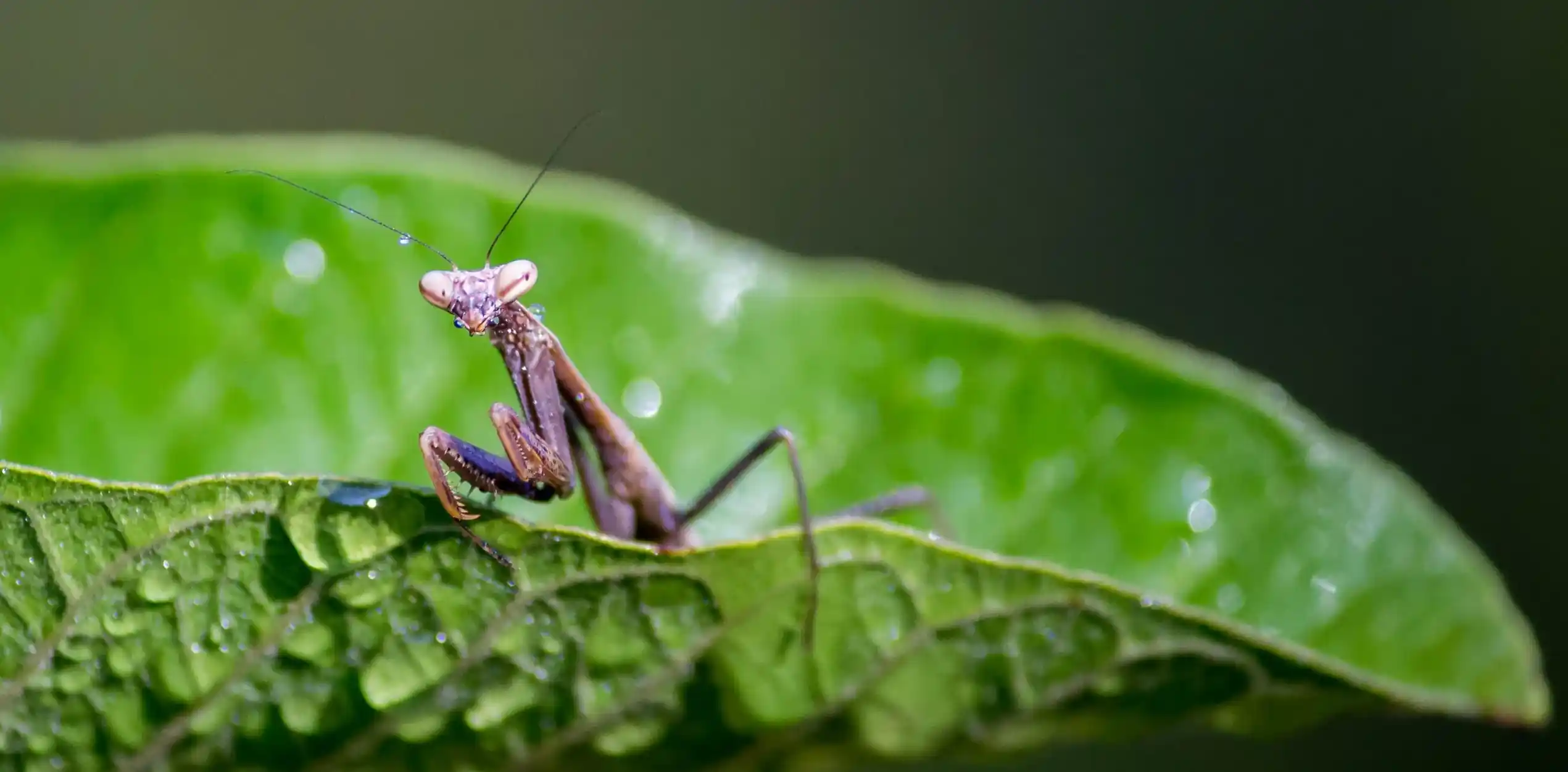Small praying mantis sitting on a dew-covered green leaf.