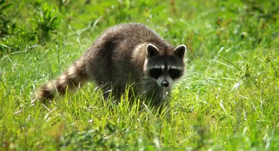 A raccoon walking through tall green grass in daylight.