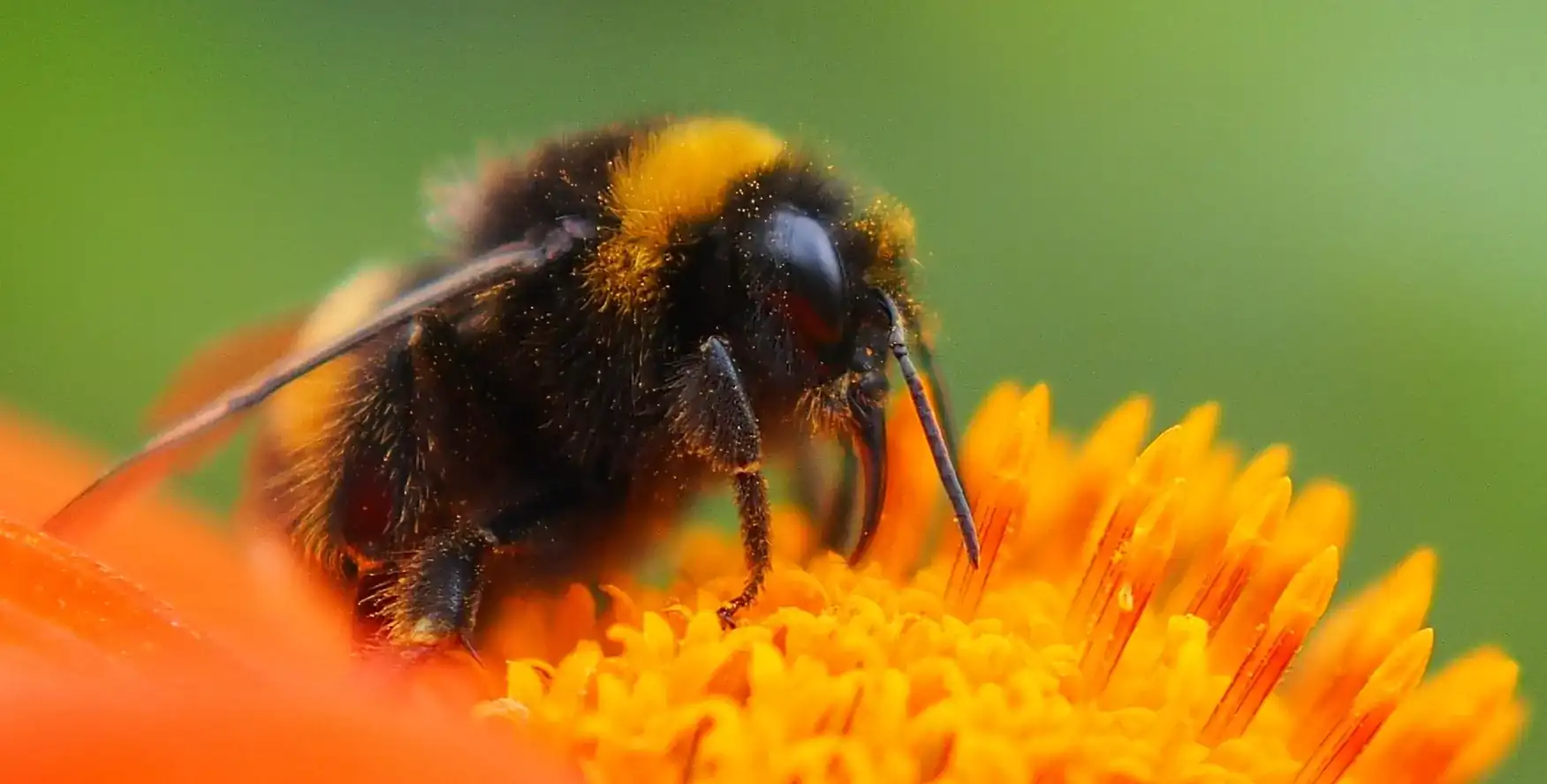 Close-up of a fuzzy bumblebee collecting pollen on an orange flower.