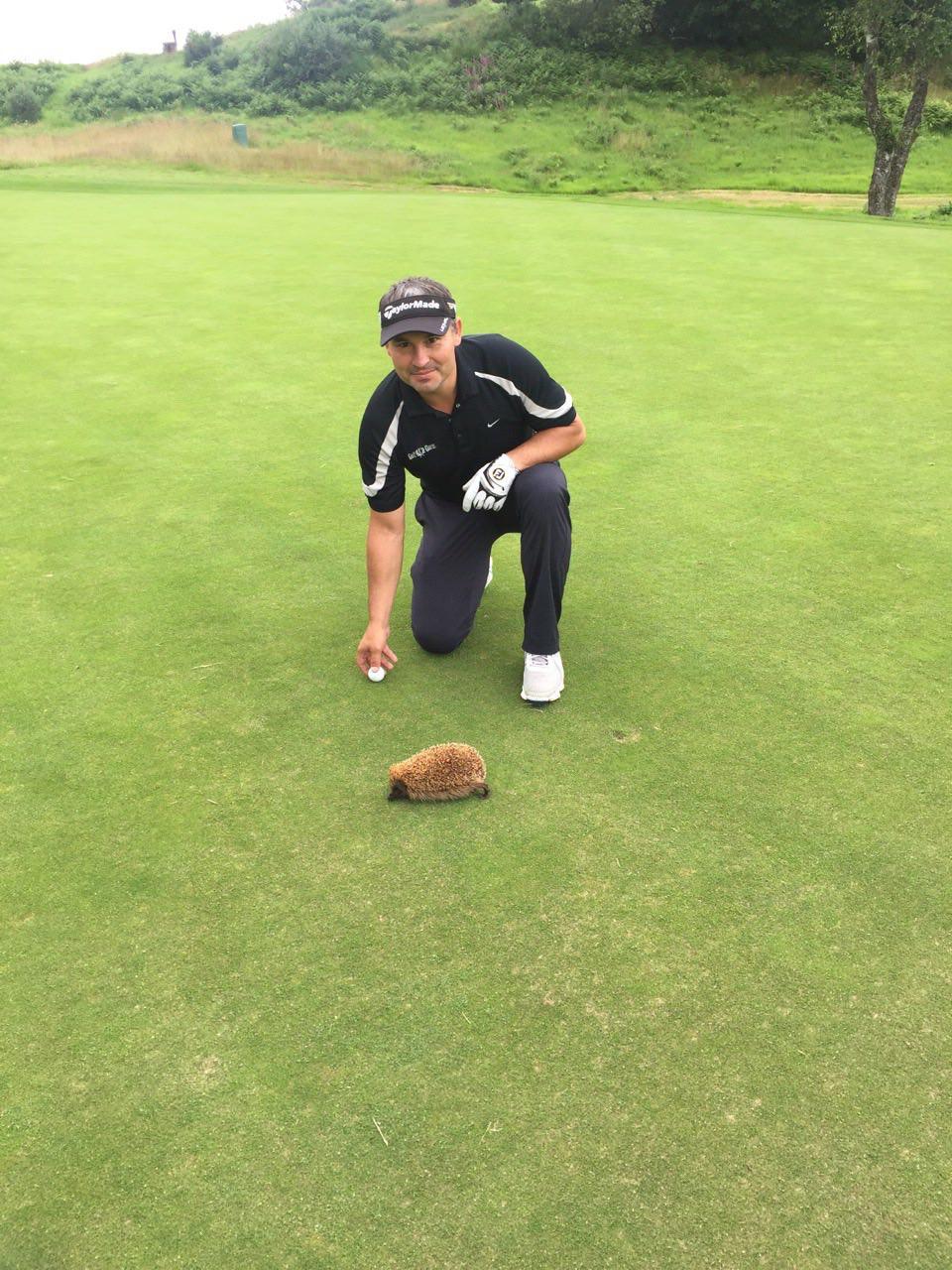 Moški na zelenici golfa kleči ob ježu, ki leži na travi, medtem ko drži golf žogico.
